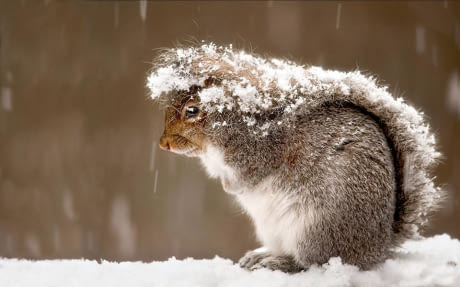 schneeeichh�rnchen